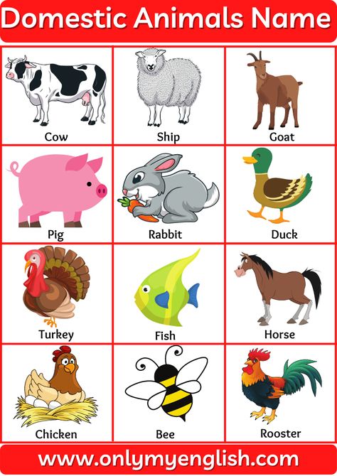 Domestic Animals Name or Farm Animals name in English with Pictures Animal Name In English, Domestic Animals Pictures, Animals Chart Kindergarten, Pictures Of Domestic Animals, Domestic Animals Chart For Kids, Animals Pictures For Kids Printables, Domestic Animals Preschool, Pet Animals Worksheets For Kids, Domestic Animals Chart