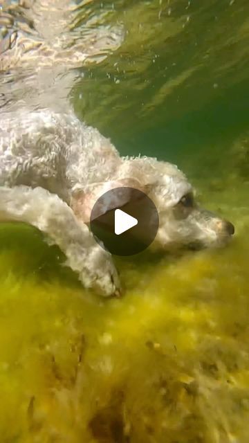 Fabulous Doodles (Oona Roswald) on Instagram: "What kind of sea creature is this? 🤣 . . . Haha might be biased but we think we have the most amazing doggos in the world!!! They all display this behavior to some degree but Fabbe stays underwater the longest.  . . Our goldendoodle Fabbe loves water and going for underwater walks. He can stay under water for a little over a minute. He just walks around with his eyes open and feels his way along the bottom of the ocean floor with his nose. It almost looks like he is sniffing. . Sometimes he brings us back little treasures (seashells and little rocks). We also hide bones for him to find which he loves. It’s like nosework but under water!  . And dogs can, in fact, “smell” or at least taste underwater. A dog’s skull contains two tiny holes in th Underwater Rocks, Underwater Dogs, The Bottom Of The Ocean, Under The Water, Bottom Of The Ocean, Ocean Floor, Eyes Open, Sea Creature, Under Water