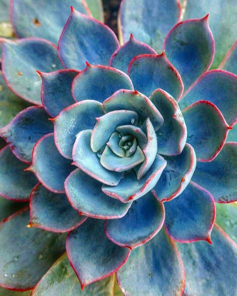 #echeveria morning beauty bayside.succulent.garden Succulent Photography, Succulent Wedding Centerpieces, Succulents Drawing, Diy Succulent Terrarium, Succulent Painting, Blue Succulents, Succulent Garden Indoor, Purple Succulents, Cactus Planta