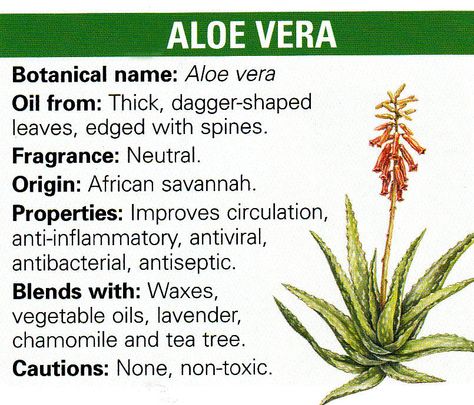 Aloe vera Natural Pathway, Witch Stuff, Magic Herbs, Magical Herbs, Herbal Healing, Healing Herbs, Medicinal Herbs, Natural Home Remedies, Medicinal Plants