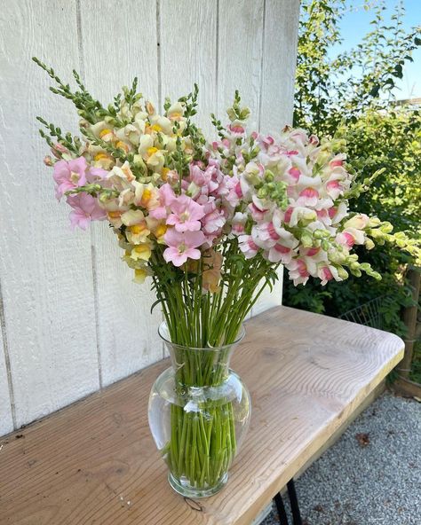 Snap Dragon Wedding Centerpieces, Snapdragon Flowers Bouquets, Snapdragon Bouquet, Jar Bouquet, Snapdragon Flowers, Dragon Wedding, Cut Flower Garden, Nature Plants, Sweet Nothings