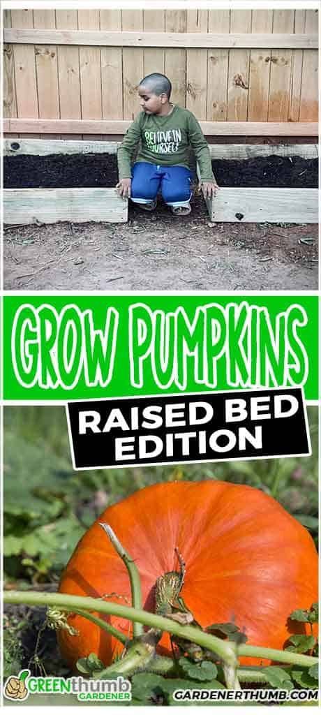 Growing pumpkins in raised beds in your backyard is super easy and simple using our garden tips. We will teach how to and give you step by step tips to grow them until ready to carve for Halloween. How To Grow Pumpkins In Raised Beds, Raised Bed Pumpkin Patch, Pumpkin Garden Ideas Raised Beds, Growing Pumpkins In Raised Bed, Pumpkins In Raised Beds, Grow Pumpkins, How To Grow Pumpkins, Pumpkin Garden Ideas, Making Raised Beds