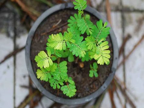 Top view of green chanca piedra herb on a wooden table Spearmint Tea Benefits, Chanca Piedra, Dandelion Benefits, Spearmint Tea, Increase Appetite, Lower Inflammation, High Risk Pregnancy, Fever Reducer, Digestive Issues