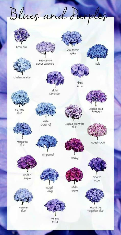 "Different colors of Hydrangeas" Purple Hydrangeas, Hydrangea Garden, Flower Guide, Flower Meanings, Flower Names, Language Of Flowers, Deco Floral, Garden Care, Hydrangea Flower