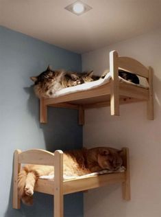 IKEA Sells Mini Beds For Children's Toys, People Buy Them For Their Cats (30 Pics) Cat Bunk Beds, Rustic Gallery Wall, Tre Kunst, Katt Grejer, Chat Diy, Kat Diy, Cat Wall Furniture, Cat House Diy, Cat Furniture Diy