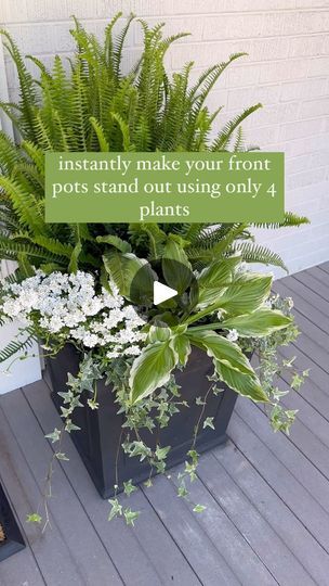 Facebook Landscape Decorating Ideas, Kimberly Queen Fern, Front Porch Planter Ideas, Porch Planter Ideas, Variegated Ivy, Fern Planters, Easy Gardening Hacks, Front Porch Flower Pots, Variegated Hosta