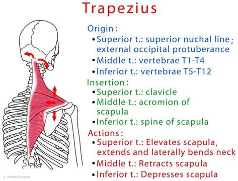 Trapezius muscle Trapezius Muscle Anatomy, Trapizeus Muscle, Trapezius Muscle Pain, Upper Limb Anatomy, Trapezius Muscle, Muscular System Anatomy, Muscles Anatomy, Shoulder Anatomy, Anatomy Education