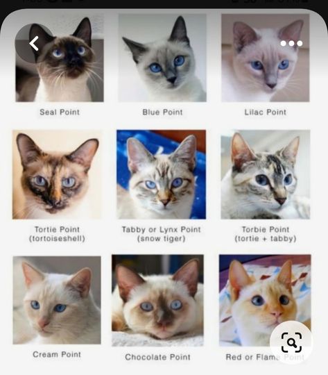 Cat Breeds Siamese, Cat Breeds Chart, Cat Anatomy, Exotic Cats, Types Of Cats, Blue Point, Warrior Cats Art, Gorgeous Cats, Cat Pose