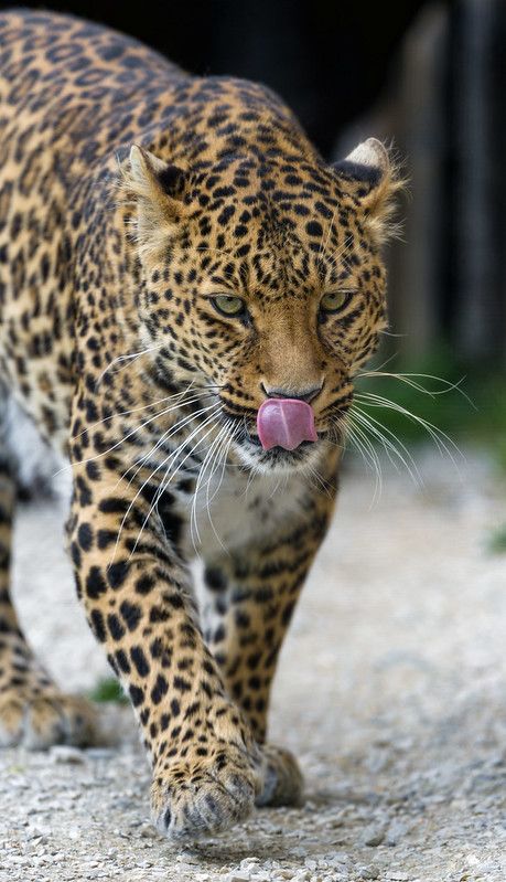 Leonie walking and showing her tongue | This time, the femal… | Flickr Leopard Walking, Black Panther Animal, Panther Animal, Female Leopard, Jaguar Tattoo, Black Panther, Big Cats, Back To Black, Wild Cats