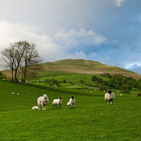 Modelling Ideas, Countryside Life, Grassy Hill, Sheep Paintings, Dream Aesthetic, Sheep Farm, British Countryside, Yorkshire Dales, Secret Places