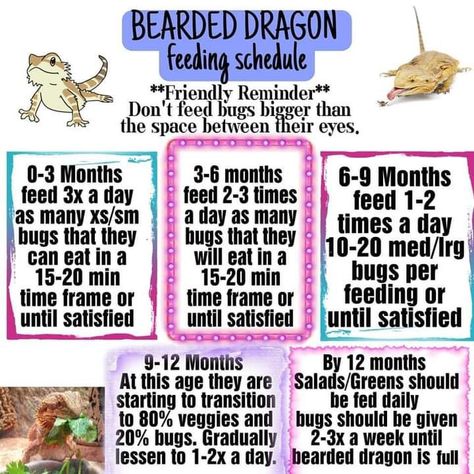 Bearded Dragon Food Schedule, Bearded Dragon Facts, Beared Dragon Cage Ideas, Bearded Dragon Enclosure Ideas, Bearded Dragon Feeding, Bearded Dragon Tank Setup, Fancy Bearded Dragon, Bearded Dragon Care Sheet, Diy Bearded Dragon Enclosure