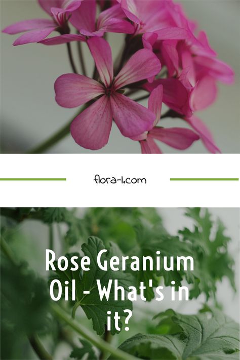 Rose Geranium Oil. Where does it come from, how is it made and what does it contain? Find out more in our podcast series on Pelargoniums in an interview with Karen Swanepoel from the South African Essential Oil Producers Association. Botany Facts, Rose Geranium Essential Oil, About Rose, Geranium Oil, Geranium Essential Oil, Rose Geranium, Geraniums, Botany, South African