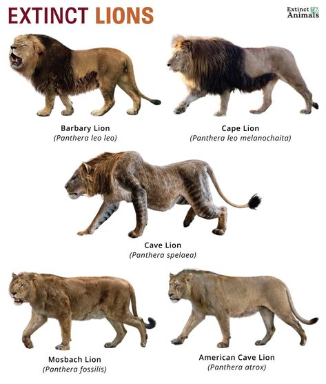 Lion Anatomy, Barbary Lion, Melanistic Animals, American Lion, Lion Facts, Animal Infographic, Animals Information, Prehistoric Wildlife, Cat Species