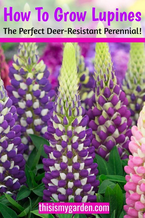 lupines in bloom Lupine Flowers Garden, Easy Garden Flowers, Juniper Garden, Washington Garden, Idaho Garden, Lupines Garden, Flower Box Garden, Garden Flowers Ideas, Winter Sowing