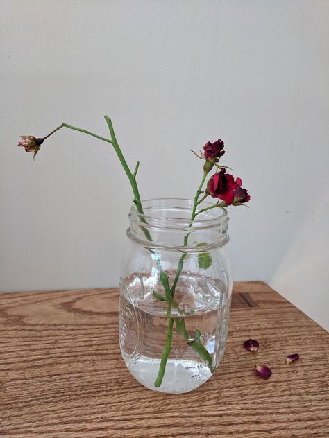 Rooting roses in water Rooting Roses In Water, Propogate Roses, Roses In Water, Rose Propagation, Propagating Roses, Rose Growing, Greenhouse Diy, Water Propagation, Propagate Plants