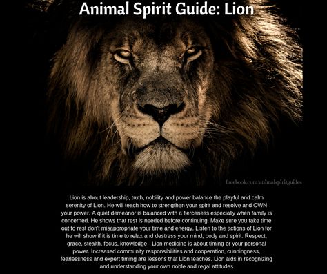 Lion Meaning, Lion Spirit Animal, Lion Spirit, Spirit Animal Meaning, Don Jose, Animal Meanings, Animal Communication, Animal Spirit Guide, Animal Spirit Guides