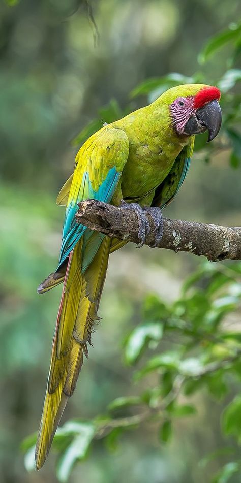 Green Macaw, Parrot Training, Parrot Stand, Parrot Pet, Macaw Parrot, Animal Funny, Parrot Toys, Dog Wallpaper, Anime Animals