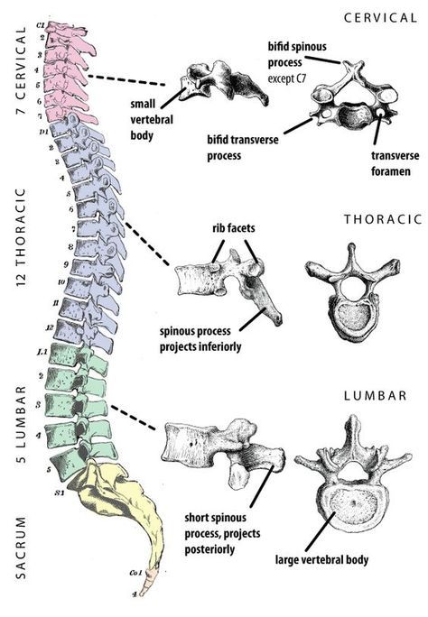 Human Skeleton Anatomy, Vertebral Column, Anatomy Bones, Human Spine, Basic Anatomy And Physiology, Medical Student Study, Nursing School Survival, Human Body Anatomy, Medical School Studying