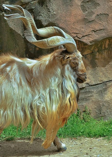 All sizes | Markhor goat, The Columbus Zoo, 4/24/17 | Flickr - Photo Sharing! Markhor Goats, Tiefling Design, Horn Reference, Goat Photos, Goat Reference Photo, Goat Photography, Goat Photo, Wild Goat, Horned Animals