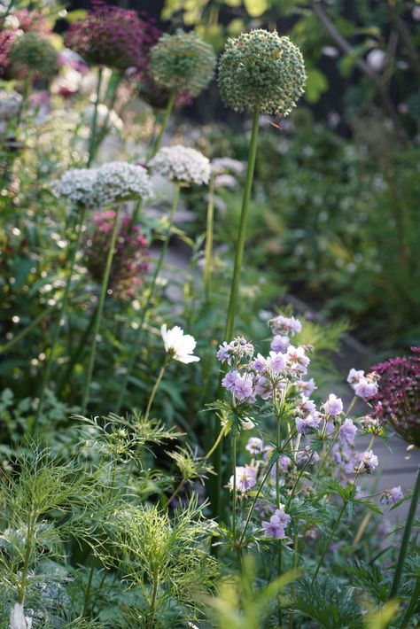 Before & After: A Seaside English Garden by Farlam & Chandler Geranium Pratense, Easy Gardening Ideas, Grow From Seed, Gardening Tricks, Seaside Garden, Beginners Gardening, Longwood Gardens, Landscaping Supplies, Easy Gardening