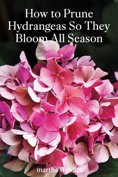 flower garden ideas flower garden design ideas flower gardens and beds flower gardening ideas flower gardens ideas flower garden idea flowers gardens ideas flowering garden ideas flowers garden ideas flower garden for beginners flowers garden for beginners flower gardening for beginners flower gardens for beginners flower garden design flower garden designs flower gardening design flowering garden design flowers garden design flower gardens design flower garden ideas in front of house flower gar Hydrangea Plant Care, Prune Hydrangeas, When To Prune Hydrangeas, Pruning Hydrangeas, Hydrangea Landscaping, Hydrangea Care, Growing Hydrangeas, Hydrangea Garden, Planting Hydrangeas