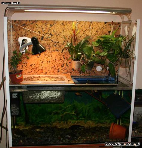 African Sideneck Turtle Tank Setup | African Side Neck turtle care? Setup? African Side Neck Turtle, African Sideneck Turtle, Mud Turtle, Turtle Tank Ideas, Turtle Pet, Turtle Tank Setup, Tortoise Cage, Turtle Enclosure, Turtle Aquarium