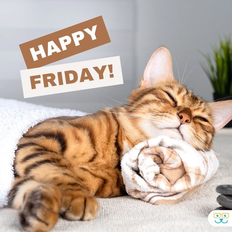 Happy Friday Cat Quotes, Friday Cat, Tgif Friday, Bon Mardi, Vet Medicine, Good Morning Happy Friday, Friday Blessings, Cute Good Morning Quotes, End Of The Week