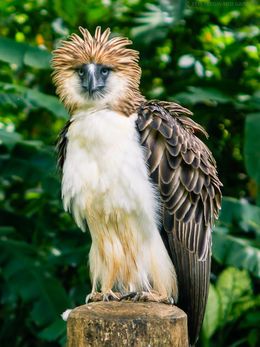 Eagle Facts, Philippine Eagle, Eagle Wallpaper, Sea Eagle, Navy Military, Rare Birds, Exotic Birds, Birds Of Prey, Wildlife Photography