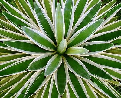 Symmetry Project, Symmetry Photography, Radial Balance, Radial Symmetry, Radial Design, Radial Pattern, Line Photography, Leaf Painting, Still Life Photos