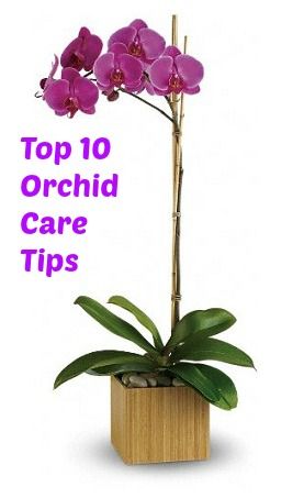 Video: Top 10 Orchids Care Tips Ballerina Snowflakes, Grow Orchids, Orchid Plant Care, Care For Orchids, Homesteading Ideas, Future Garden, Orchid Plant, Growing Orchids, Plant Propagation