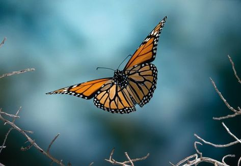 Monarch Butterflies Photography, Pictures Of Butterflies, Butterfly In Flight, Butterflies In Flight, Butterfly Project, Butterfly Wallpaper Iphone, Butterfly Photos, Butterflies Flying, Butterfly Pictures