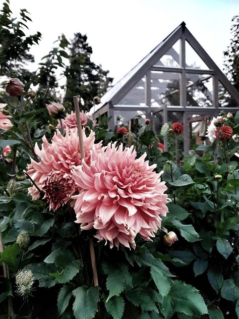 Hur odlar man dahlior? Vi har frågat Linda Hansson, floristen som driver instagramkontot @arstidensbasta, om hennes bästa tips. Dalia Flower, Post Hole Diggers, Pink Dahlia, Sloped Garden, Cut Flower Garden, Garden Planter, Dahlia Flower, Plant Mom, Colorful Garden