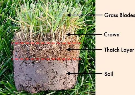 Lawn Thatch Layer Lawn Aeration, Dethatching Lawn, Spring Lawn Care, Backyard Table, Lawn Care Business, Aerate Lawn, Lawn Care Tips, Lawn Service, Healthy Lawn