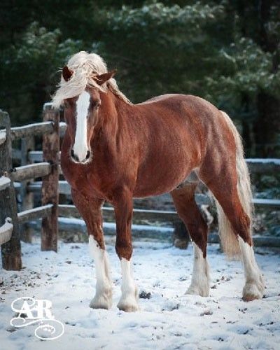 Welsh Cob Welsh Cob Section D, Welsh Ponies, Welsh Pony And Cob, Welsh Pony, Pony Breeds, Palomino Horse, Horse Inspiration, Most Beautiful Animals, Majestic Horse