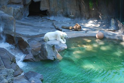 Omaha's Henry Doorly Zoo Arctic Zoo Exhibit, Polar Bear Enclosure, Traveling Photos, Omaha Zoo, Zoo Inspiration, Zoo Architecture, Zoo Park, Animal Learning, Art Final