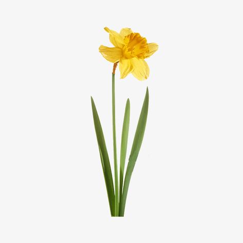 yellow,green,botany,flower,narcissu,decorate,plane,flowers and plants,hand painted narcissus,flowers,plants,hand,painted,narcissus,yellow clipart,daffodil clipart Narcissus Flower Aesthetic, Daffodil Flower Aesthetic, Narcissus Flower Drawing, Flower Painting Tulip, Daffodil Aesthetic, Daffodil Clipart, Single Daffodil, Daffodil Illustration, Yellow Flower Painting