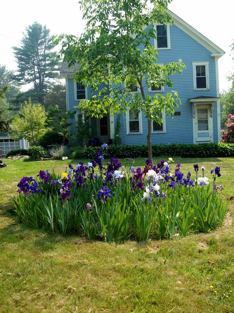 Iris Garden Ideas Landscaping, Iris Beds Ideas, Dutch Iris Garden Ideas, Iris Garden Landscaping, Iris Flower Bed Ideas, Iris Garden Ideas, Iris Flowers Garden, Front Lawn Landscaping, Irish Garden