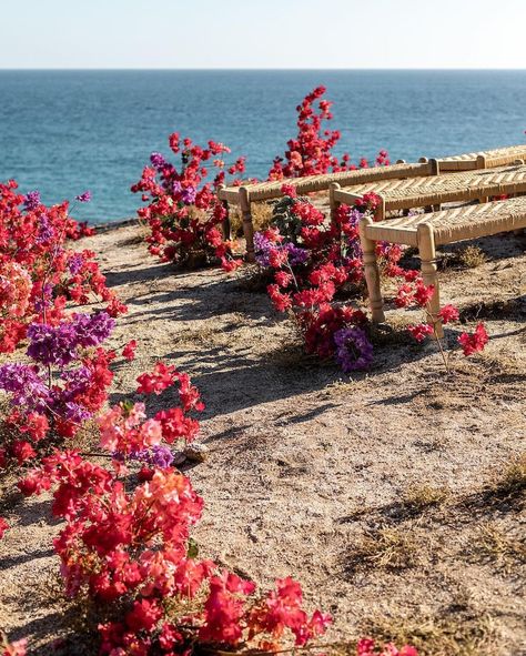 Bougainvillea Wedding Aisle, Mamma Mia Wedding, Mauritius Wedding, Bougainvillea Wedding, Sayulita Wedding, Wedding Aisles, Colorado Destination Wedding, Fiji Wedding, Flower Walls