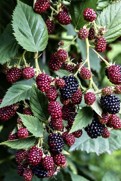 Blackberry Tree, Thornless Blackberries, Strawberry Bush, Mulberry Fruit, Blackberry Bush, Mulberry Bush, Fruit Bushes, Berry Bushes, Sweet Fruit