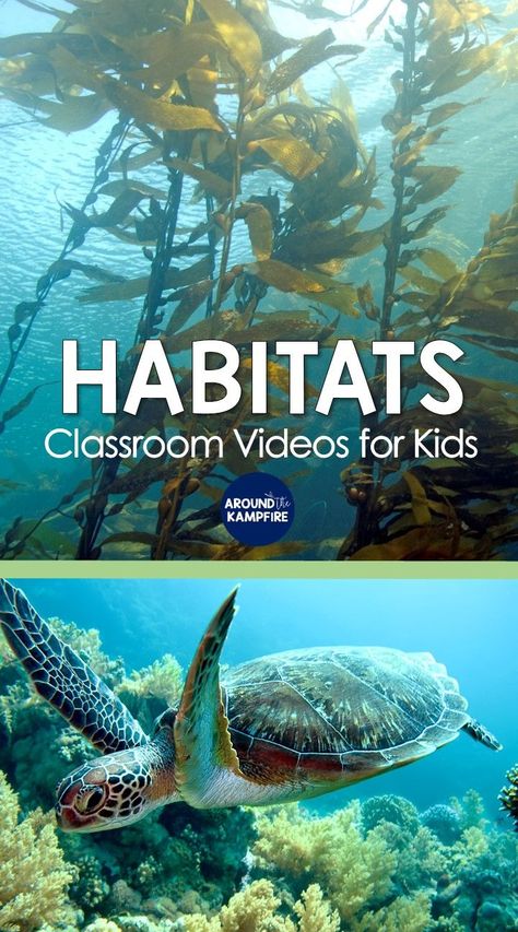 Free clickable list of habitats and ecosystems science videos for kids and teachers Wetland Ecosystem Project, Grade 4 Habitats And Communities Science, Habitats 2nd Grade, September Homeschool, Teaching Habitats, Third Grade Science Activities, Ecosystem Activities, Soil Activities, Pyp Classroom