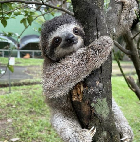 Sloth Photography, Funny Sloth Pictures, Baby Sloth Pictures, Sloth Aesthetic, Animales Aesthetic, Sloth Pictures, Pictures Of Sloths, Sloths Cute, Cute Sloth Pictures