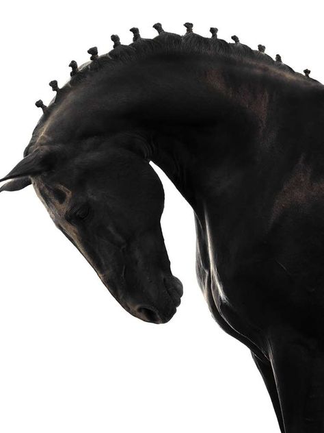 Equus — nataal.com Painted Horses, Equestrian Aesthetic, Ancient Greek Sculpture, Horse Fashion, Horse Aesthetic, Horse Drawings, Arte Inspo, Cute Horses, Equine Photography