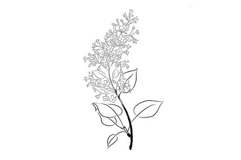 Lilac Outline, Lilac Drawing, Lilac Bushes, Drawing Step By Step, Garden Plots, Open Flower, Fragrant Plant, Drawing Step, Outline Drawing