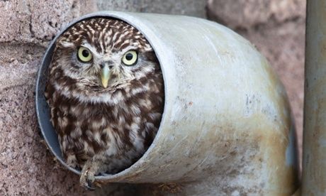 Five top tips for urban wildlife spotting. A little owl (Athene noctua), hides in a drainpipe. Urban Wildlife, Top Tips, Snakes, Butterflies