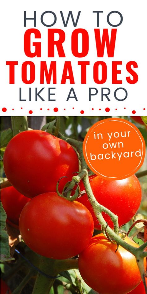 Check out these tips for tips on the best ways for how to grow tomatoes like a pro this summer - whether you grow them in your garden or a container. #gardening #tomatoes #growyourowntomatoes #backyardvegetablegarden Indeterminate Tomatoes, Tomatoes Growing, How To Grow Tomatoes, Garden Simple, Tomato Growing, Tips For Growing Tomatoes, Growing Tomato Plants, Grow Tomatoes, Tomato Plant