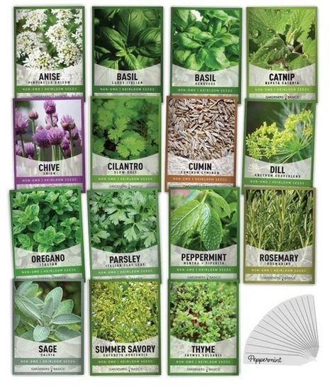 Growing Anise Cilantro Seeds, Indoor Herb Garden, Free Plants, Herb Seeds, Heirloom Seeds, Organic Herbs, Planting Herbs, Medicinal Herbs, Variety Pack