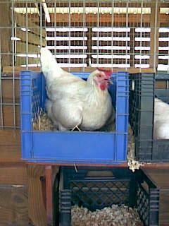 Click this image to show the full-size version. Milk Crate Nesting Boxes, Crate Nesting Boxes, Chicken Nests, Nest Boxes, Chicken Nesting Boxes, How To Raise Chickens, Nest Box, Chicken Houses, Raise Chickens