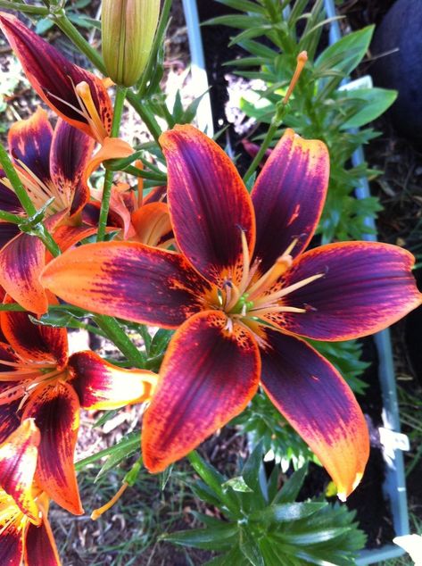 Lily Flower Colors, Lilly Colors, Tiger Lily Flowers, Lily Seeds, Lilly Flower, Lily Garden, Lily Bulbs, Lily Flowers, Hawaiian Flowers