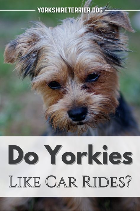 Yorkie Puppy Care, Yorkshire Terrier Haircut, Pet Travel Carrier, Pet Paradise, Yorkie Lovers, Yorkshire Terriers, Yorkie Dogs, Yorkshire Terrier Puppies, Yorkie Puppy