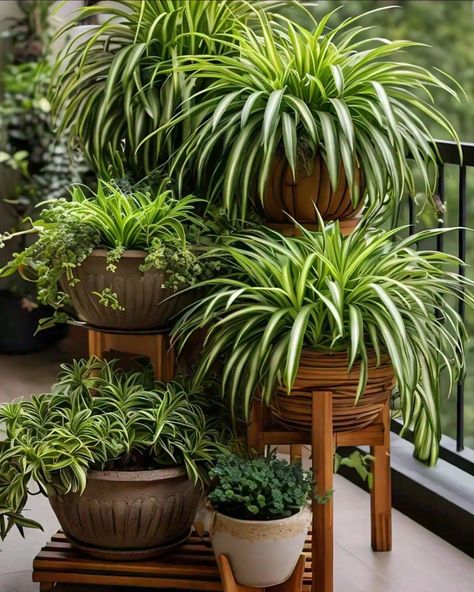 Spider Plant Spider Plants Indoor, Inside Plants Decor, Plant Centerpieces, Garden Wall Designs, Ferns Garden, Potted Plants Outdoor, Spider Plant, Green Magic, Container Gardening Flowers